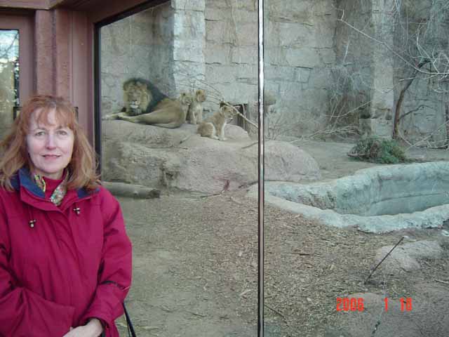 1206zoo.lions