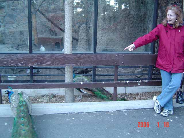 1210zoo.peacocks