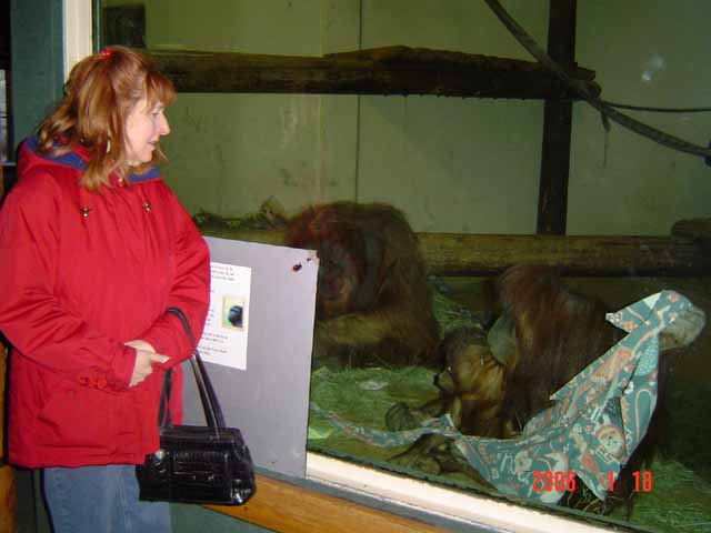 1216zoo.orangutan